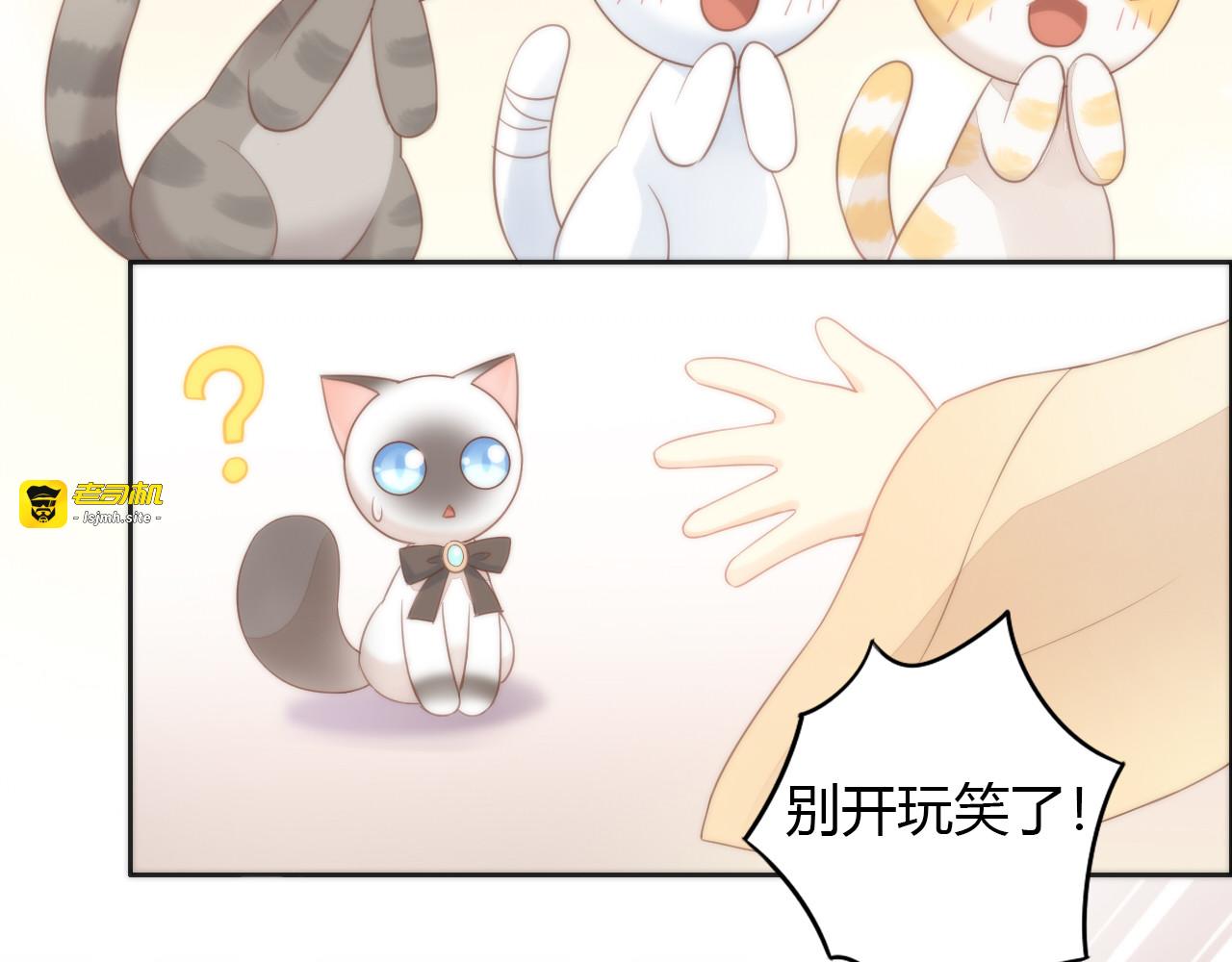 第76话 猫咪选美大赛 第 43 页