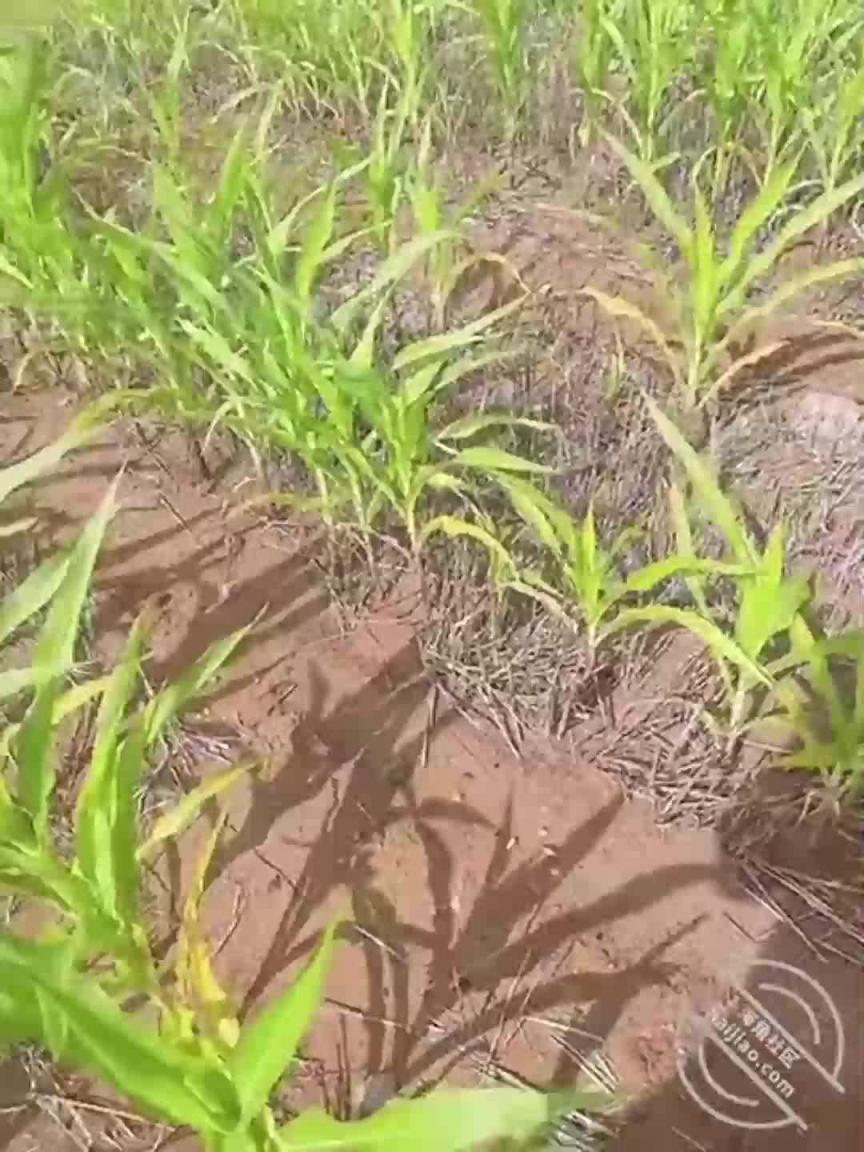 表姐说带我掰玉米,结果到玉米地扒开裤子给我舔鸡巴 预览截图 9
