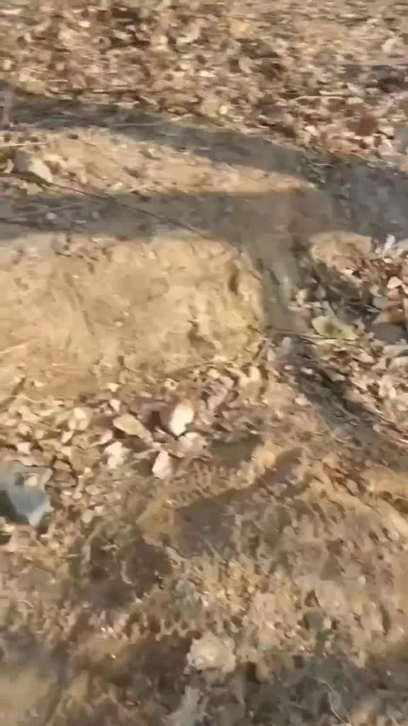 户外树上操逼，两男两女淫语对白。 预览截图 6